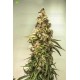 CBD Auto Charlotte´s Angel de  Dutch Passion