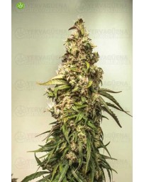 CBD Auto Charlotte´s Angel de  Dutch Passion