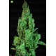 Solodiol Auto CBD de Elite Seeds