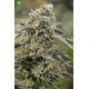 Black D.O.G de Humboldt Seeds