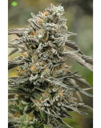 Black D.O.G de Humboldt Seeds