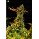 Blueberry Headband de Humboldt Seeds