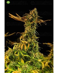 Blueberry Headband de Humboldt Seeds