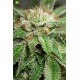 Bubba Kush Regular de Humboldt Seeds