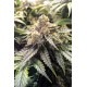 Bubba´s Gift de Humboldt Seeds