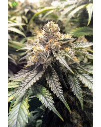 Bubba´s Gift  Humboldt Seeds