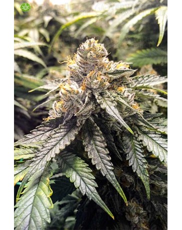 Bubba´s Gift de Humboldt Seeds