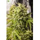 Bubba Kush Auto de Humboldt Seeds