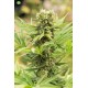 Dedoverde Haze de Humboldt Seeds