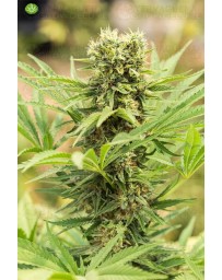 Dedoverde Haze Humboldt Seeds