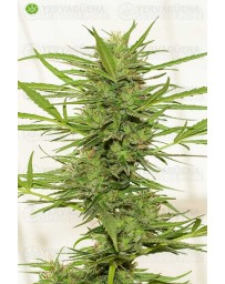 Dr. Greenthmb´s Dedoverde Haze Auto de Humboldt Seeds