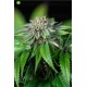 Ewe-2  de Humboldt Seeds