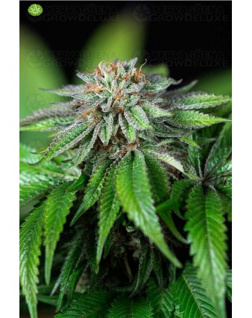 Ewe-2  de Humboldt Seeds