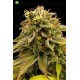 Lemon Thai Kush Regular  de Humboldt Seeds