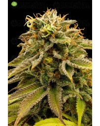 Lemon Thai Kush Regular  de Humboldt Seeds