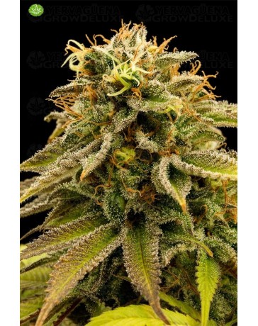 Lemon Thai Kush Regular  de Humboldt Seeds