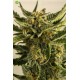 Lost Coast Skunk Auto de Humboldt Seeds