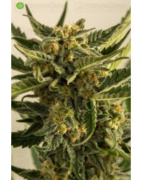 Lost Coast Skunk Auto de Humboldt Seeds