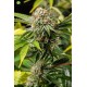 Mango Sapphire de Humboldt Seeds