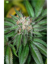 Master Kush Humboldt Seeds