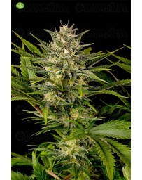 Pineapple Skunk Regular de Humboldt Seeds