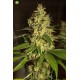 Raspberry Diesel de Humboldt Seeds