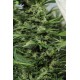 Sour Diesel #2 Regular de Humboldt Seeds