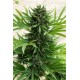 Sour Diesel Auto de Humboldt Seeds