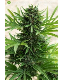 Sour Diesel Auto de Humboldt Seeds