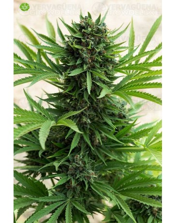 Sour Diesel Auto de Humboldt Seeds