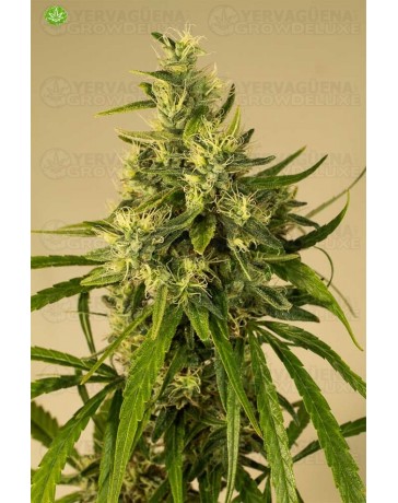 Train Wreck Regular de Humboldt Seeds