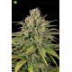 UK Cheese Auto de Humboldt Seeds