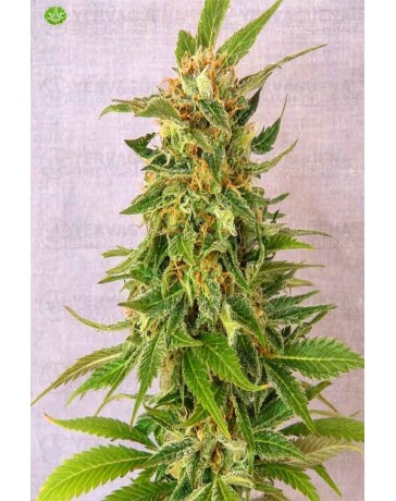 Ginger Punch Auto de Kannabia