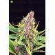Purple Kush de Kannabia
