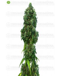Swiss Dream Auto CBD de Kannabia
