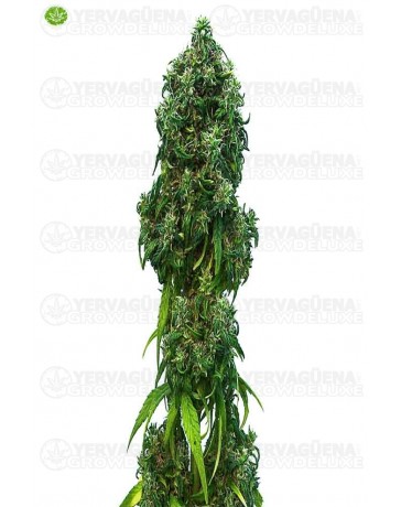 Swiss Dream Auto CBD de Kannabia