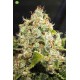 Bcn Sour Diesel  Medical Seeds