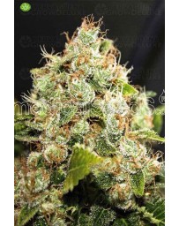 Bcn Sour Diesel  Medical Seeds