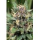 Blue Hell Auto   Medical Seeds