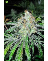 Deep Neville Regular  Medical Seeds