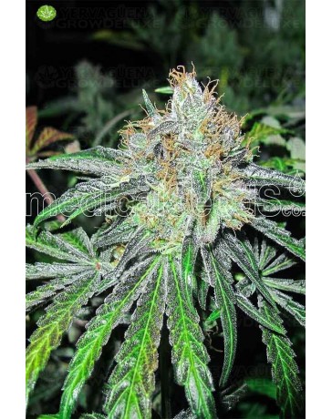 Deep Neville Regular  Medical Seeds