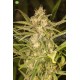 No Name Auto  Medical Seeds