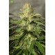 OG Kush CBD  Medical Seeds