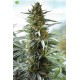 Over Dawg  Medical Seeds