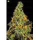 Blue Kush Berry   Paradise Seeds