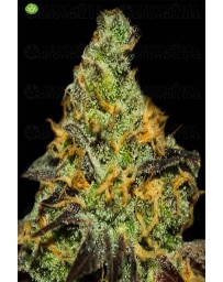 Blue Kush Berry   Paradise Seeds