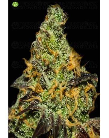 Blue Kush Berry   Paradise Seeds