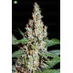 L.A. Amnesia   Paradise Seeds