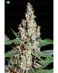 L.A. Amnesia   Paradise Seeds