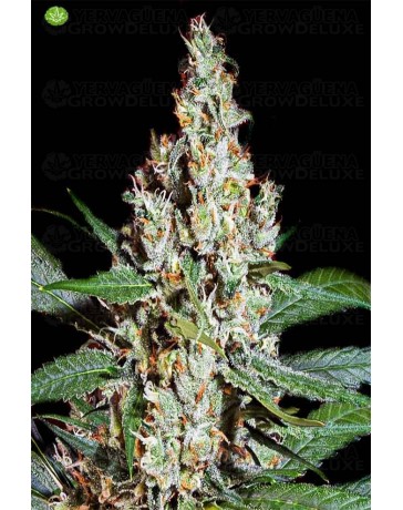 L.A. Amnesia   Paradise Seeds